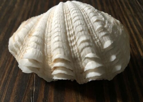 Tridacna Squamosa White Fluted Ruffled Clam Shell
