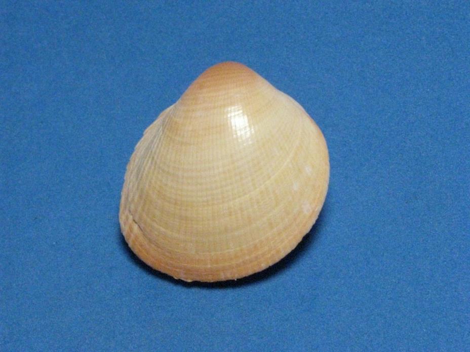 Fulvia subquadrata (Vidal & Kirkendale, 2007) 