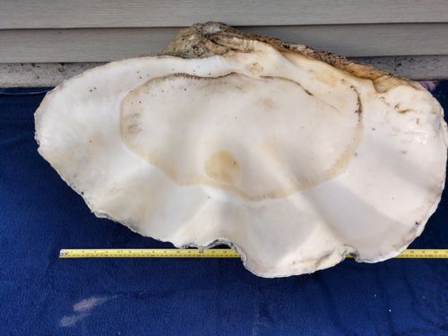 large giant natural clam shell 32