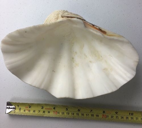 VINTAGE LARGE GIANT NATURAL CLAM SHELL TRIDACNA GIGAS SEASHELL RARE Sh-one