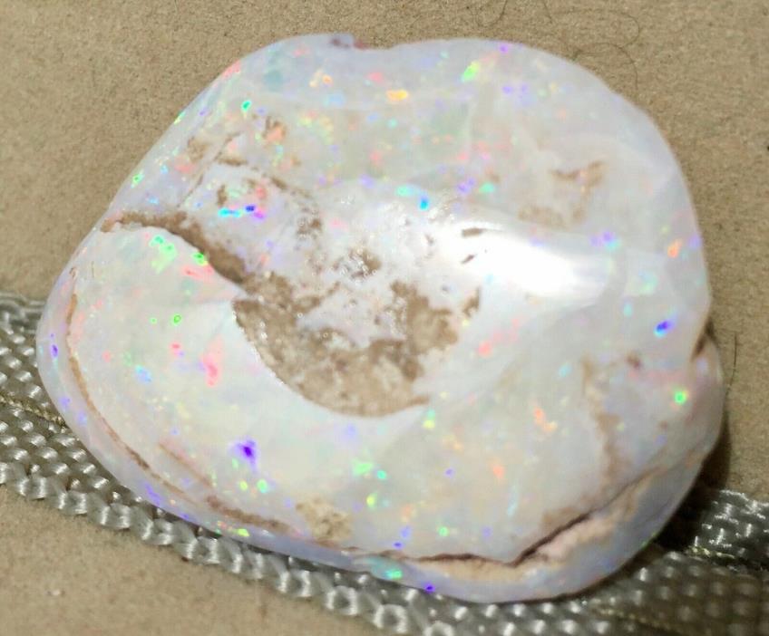Australian Opal Fossil Shell 1 1/2