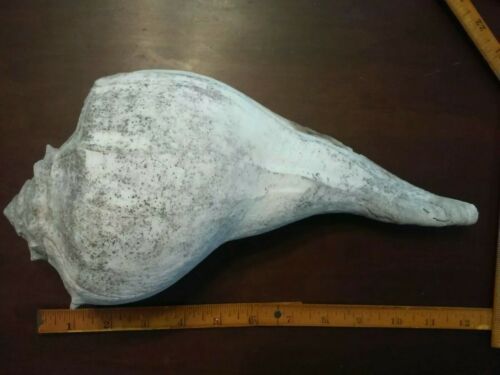 Large conch sea shell 12