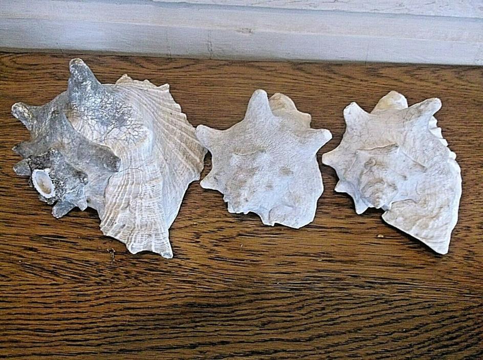 Conch Shells, Lot of (3).