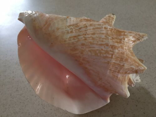Large pink Conch Shell 10”/26x16cm