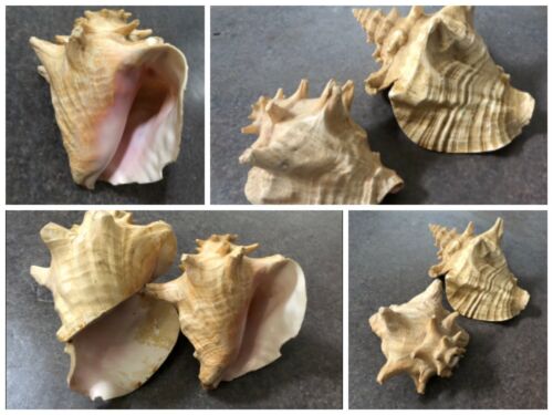 Strombus Gigas Pink Conch Sea Shell Seashell Lot