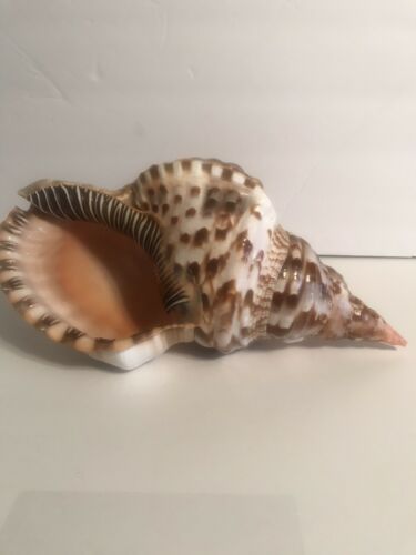 Pacific Triton Conch Sea Shell X Large 10