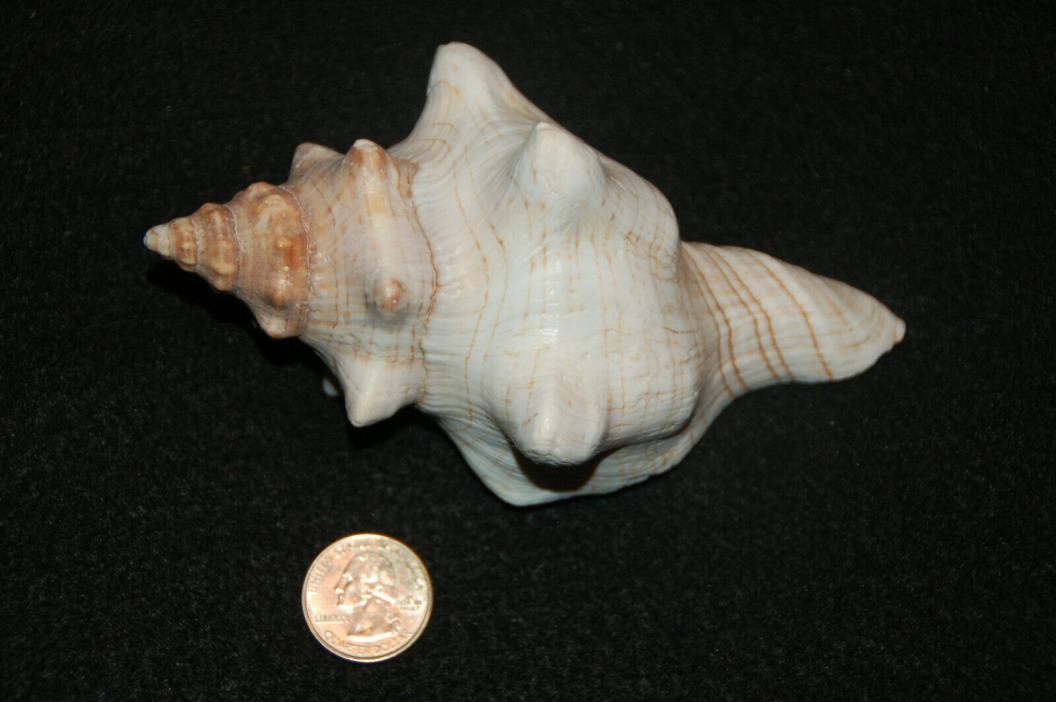 Striped Fox Conch Seashell 5 1/2