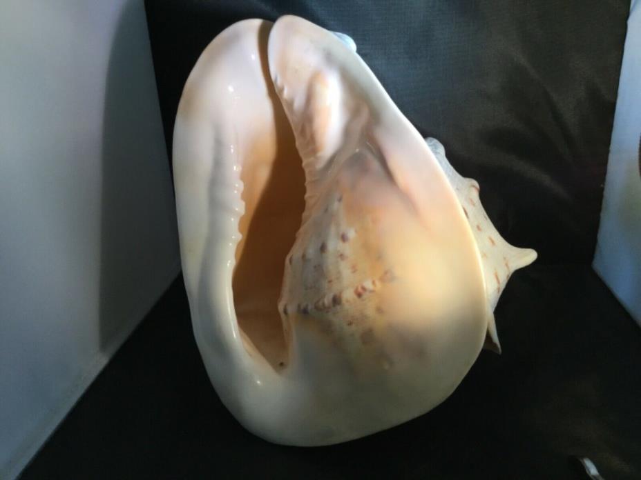 Large Whelk sea shell, 11 tall, girth 24”