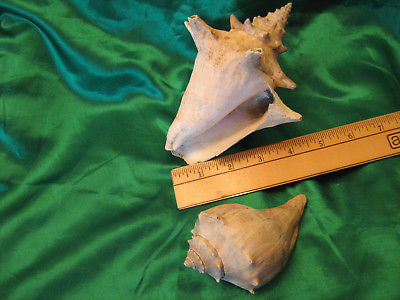 LOT TWO Ocean Sea Shells Small Conch & another ocean Shell Fun Ocean Decor