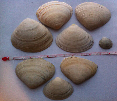JERSEY STRONG! 8 Seashells Sea Shell White Ocean - Nautical or Aquarium decor?
