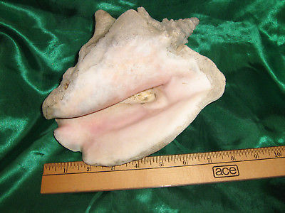 Large Weathered Queen Pink Conch Sea Shell Strombus Lobatus Gigas 8