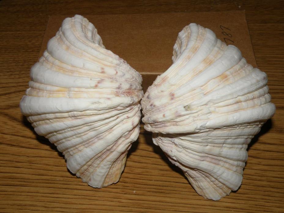 White Fluted Clam shell pair 5