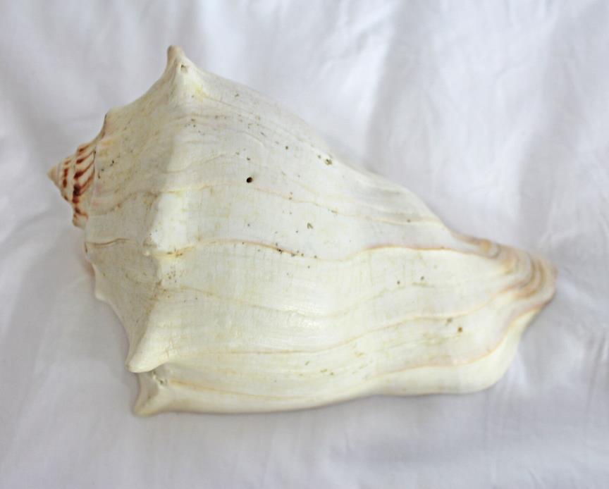 Large Conch Sea Shell