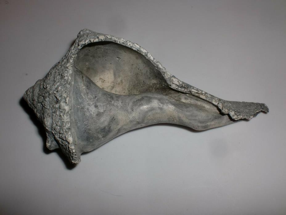 Unusual Fossil Ocean Conch Sea Shell Nautical Beach Stone Grey Petrified 6