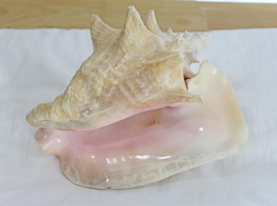 Large Queen Pink Conch Sea Shell