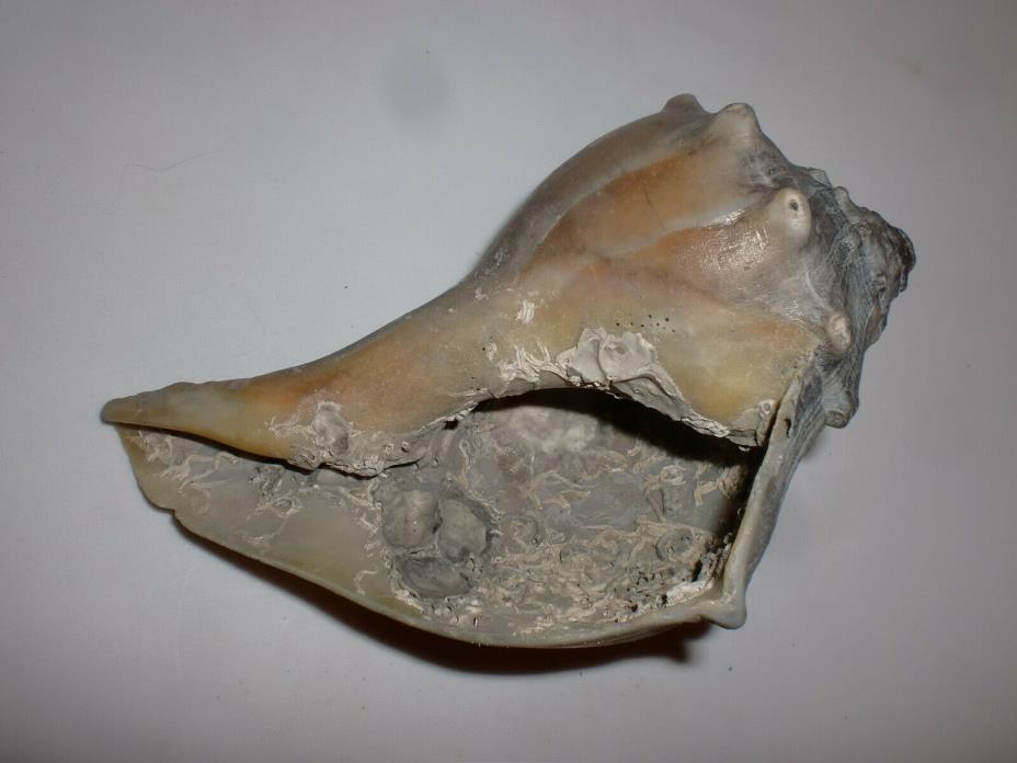 Unusual Fossil Ocean Conch Sea Shell Nautical Beach Decor Petrified 5 1/2