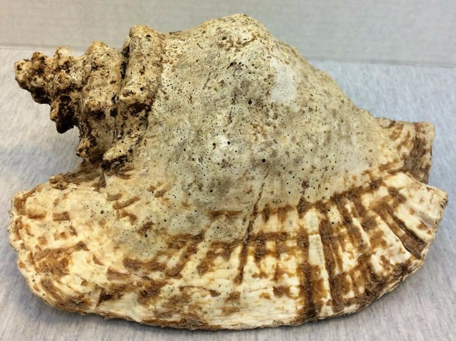 Real Natural Sea Ocean Shell Large Conch Horn Seashell Yard Pond Aquarium Decor