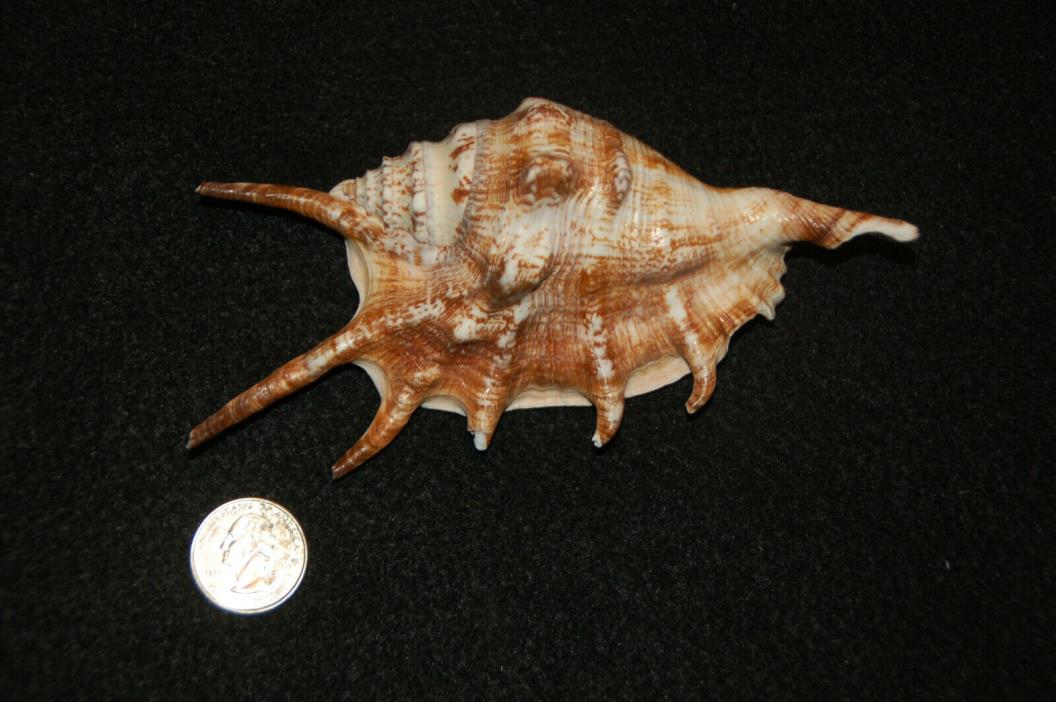 Spider Conch Seashell 6 1/4