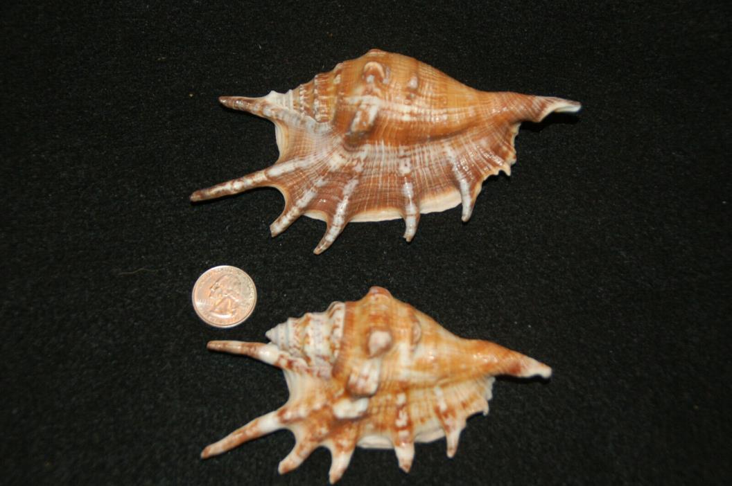 Set Of 2 Spider Conch Seashell 5