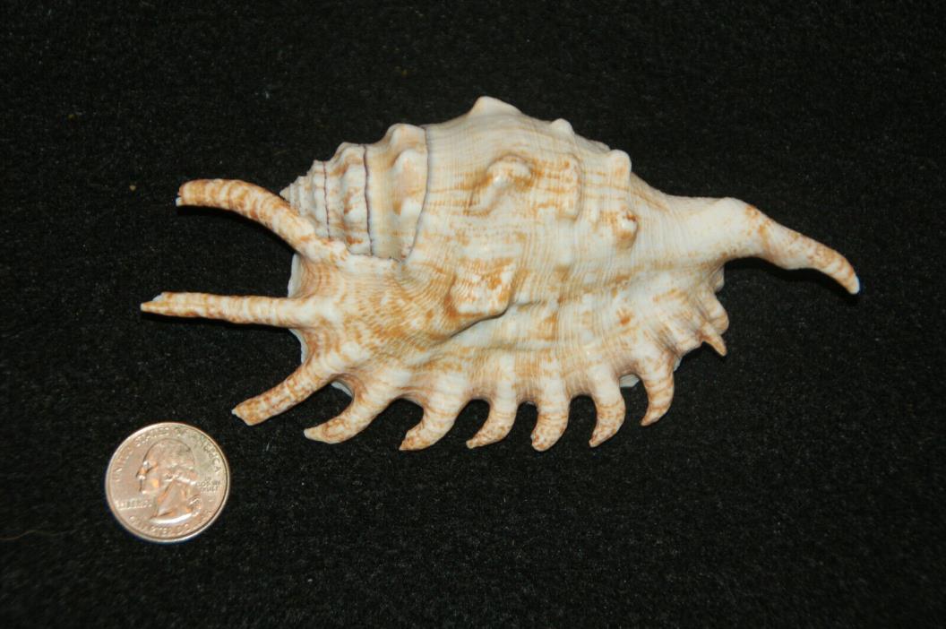 Spider Conch Seashell 5 1/2