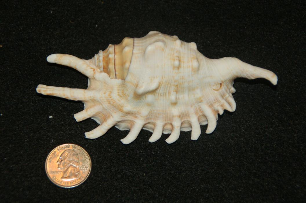 Spider Conch Seashell 5