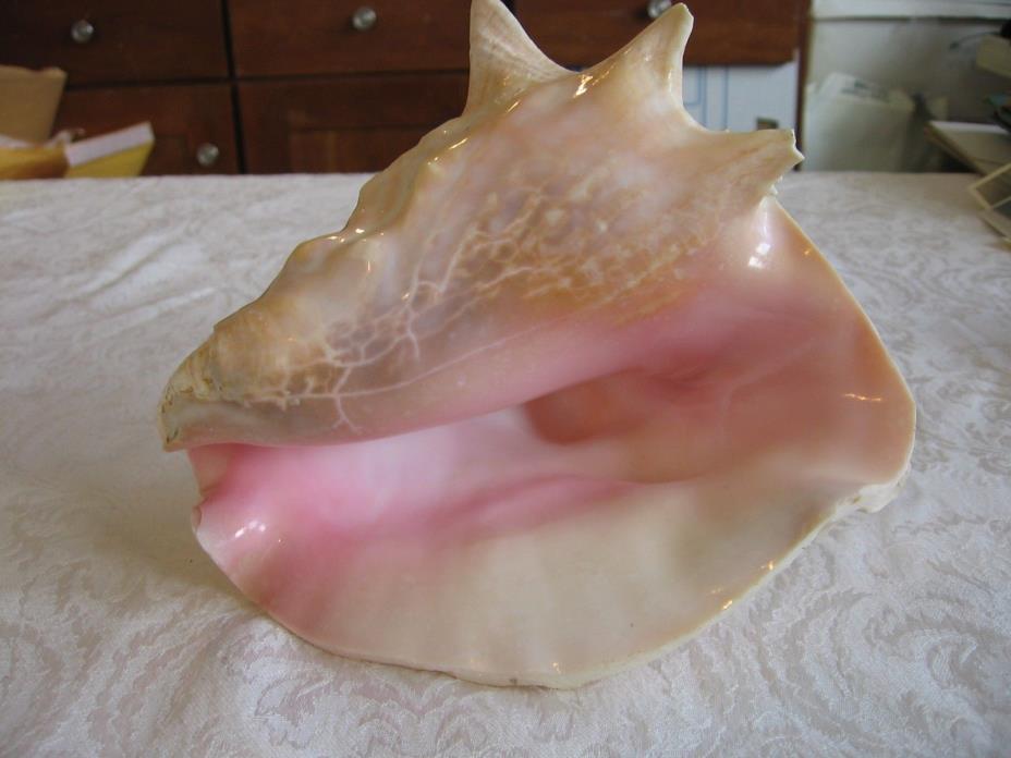 Large Pink Queen Conch Sea Shell 7