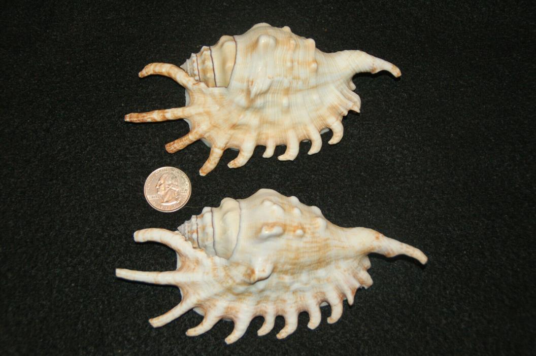 Set Of 2 Spider Conch Seashells 5 1/2