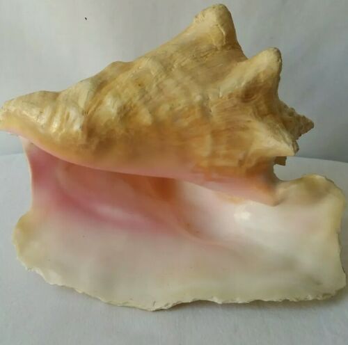 Large Conch Sea Shell approx 7