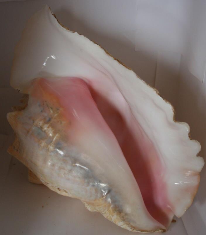 Large Queen Conch Sea Shell 9 1/2