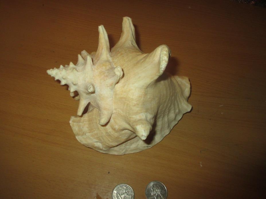 conch shell sea