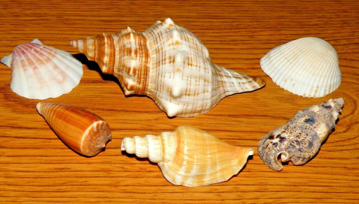 Assorted seashells 2