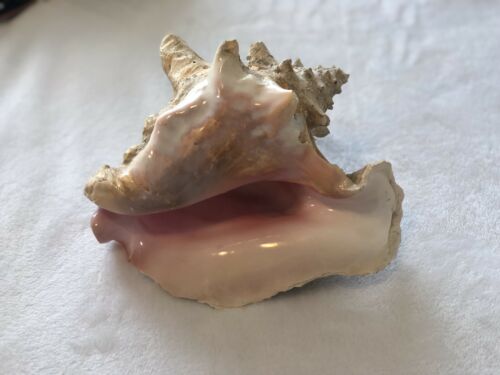 Ex Large 3+ Pounds Vintage Queen Pink Conch Natural Sea Shell 11.5