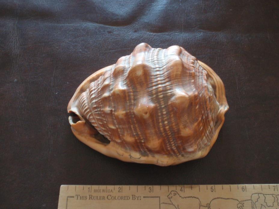 Vintage conch shell--listen to the sea!