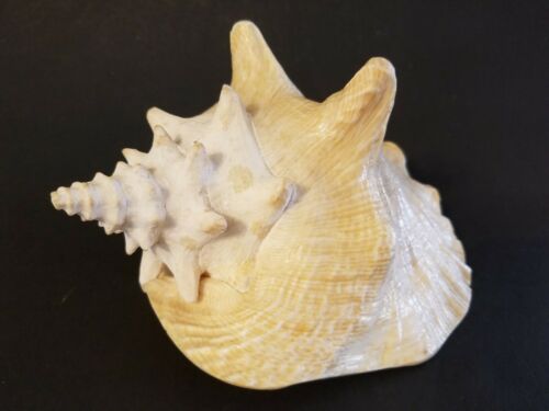 Vintage Large Pink Conch Shell Great For Display Or Use In An Aquarium