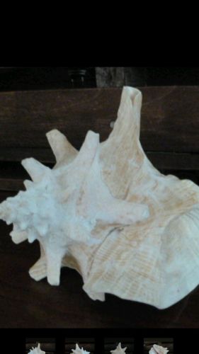 Large Conch Sea Shell