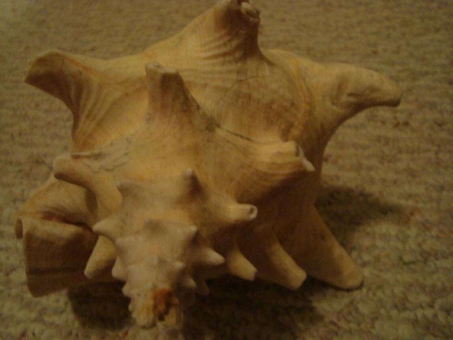 Conch Shell Gulf of Mexico FL. Off Cape Sand Blas Northern Panhandle Florida