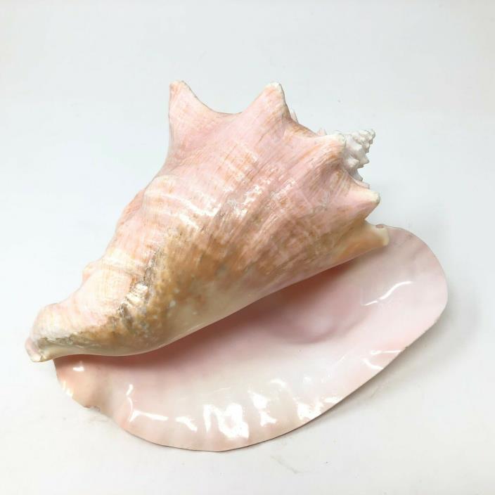 Queen Conch Horned Sea Shell Pink Natural Nautical Beach Decor 9 X 7