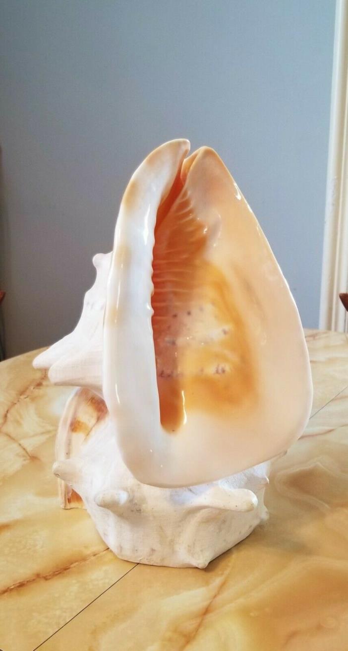 Vintage CONCH LAMP with a Conch Base