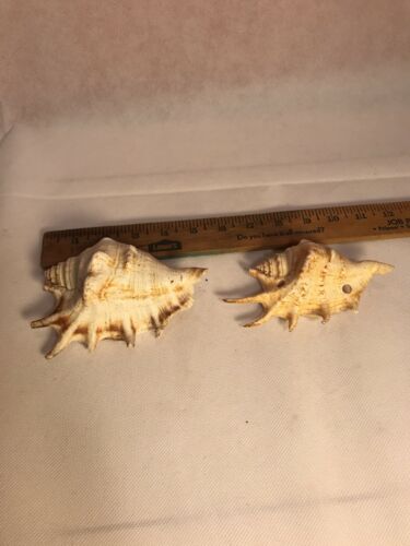 Two Spider Conch Shells