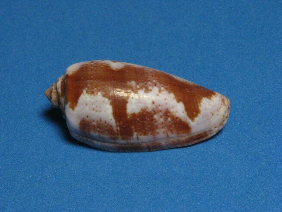 Conus tulipa (Linnaeus,1758) 