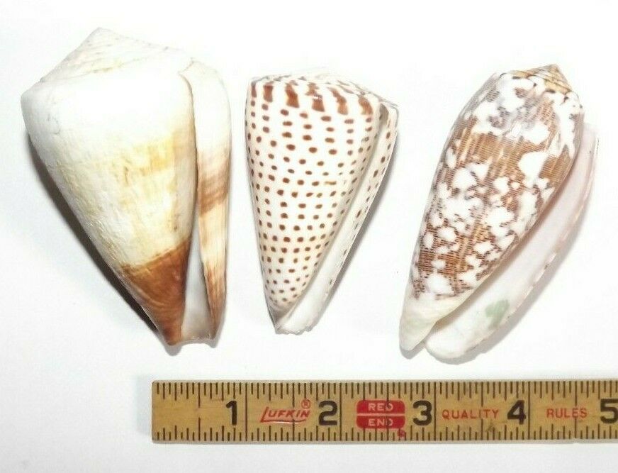 Lot of 3 Large Cone Specimen Sea Shell Conus sp. 70mm - 85mm