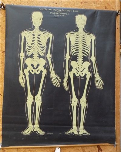 Denoyer Geppert Skeleton Cartocraft Human Anatomical Chart Medical School Map