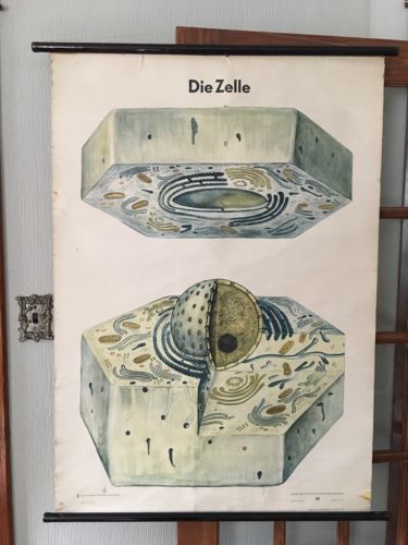 Vintage Cell “Die Zelle” Roll Down Chart German School Biology Art School Poster