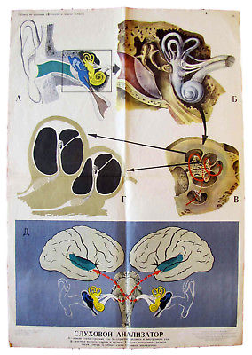 VINTAGE MEDICAL ANATOMY EDUCATIONAL POSTER - HEARING ORGANS & AURICULAR ANALYZER