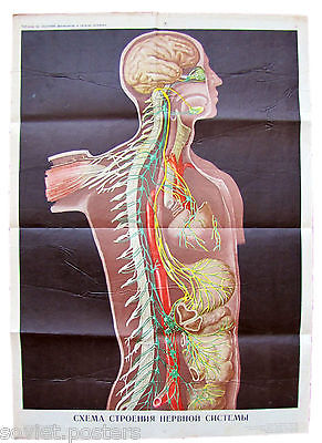 ORIGINAL VINTAGE MEDICAL ANATOMY SCHOOL EDUCATIONAL POSTER -HUMAN NERVOUS SYSTEM