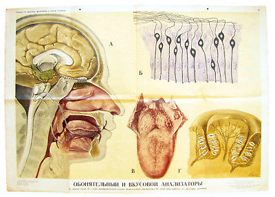 ANTIQUE VINTAGE MEDICAL ANATOMY POSTER - HUMAN OLFACTORY & TASTE ORGANS