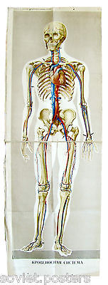 ANTIQUE VINTAGE MEDICAL ANATOMY POSTER - HUMAN BLOOD & CIRCULATORY SYSTEM