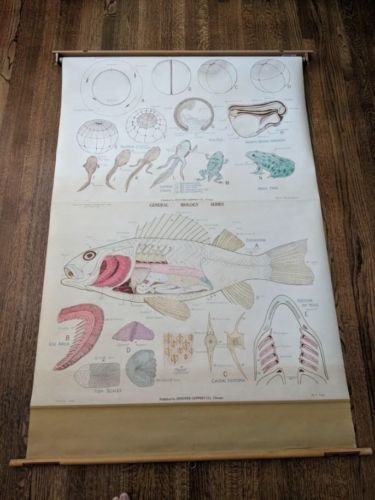 Vintage Denoyer-Geppert pull down Biology Chart - Frog Development - Mid Century