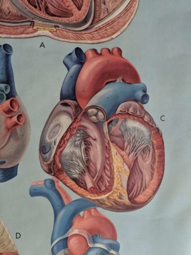 Vintage Denoyer-Geppert pull down Anatomy Chart - Heart - Mid Century