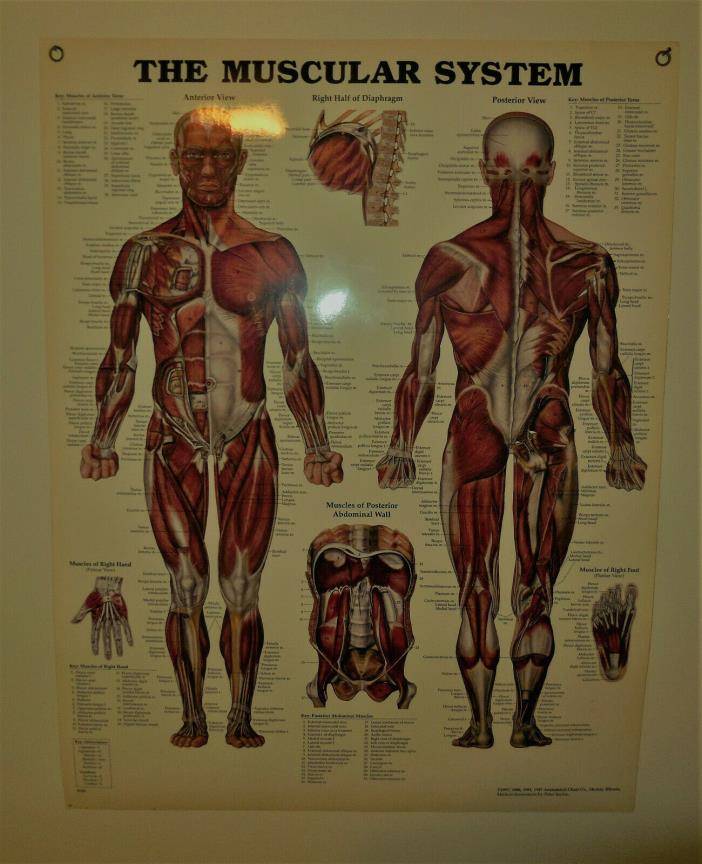 System Charts/Charts/Models Anatomical - Skeleton, Muscles, Lymphatic System